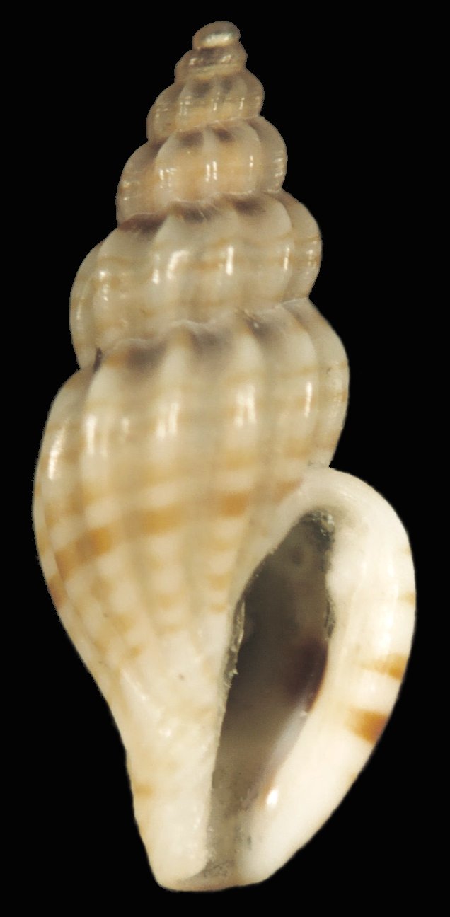 Famiglia CONIDAE